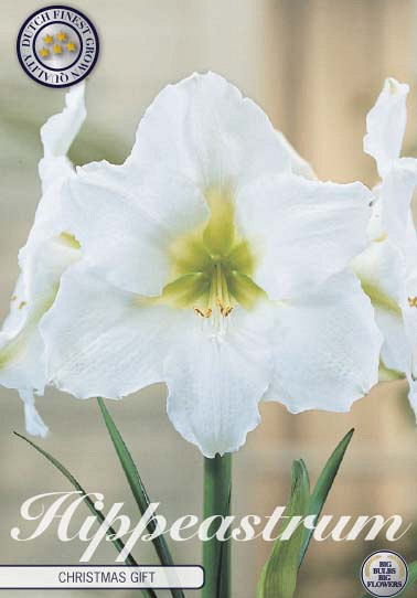 Hippeastrum Christmas Gift x1 30/32