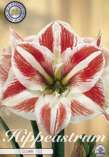 Hippeastrum Clown x1 30/32