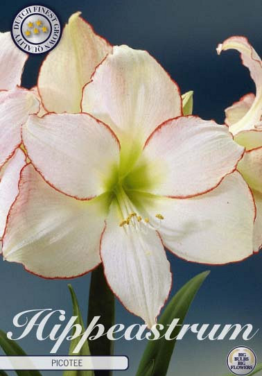 Hippeastrum Picotee x1 30/32