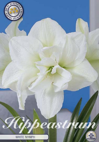 Hippeastrum White Nymph x1 30/32