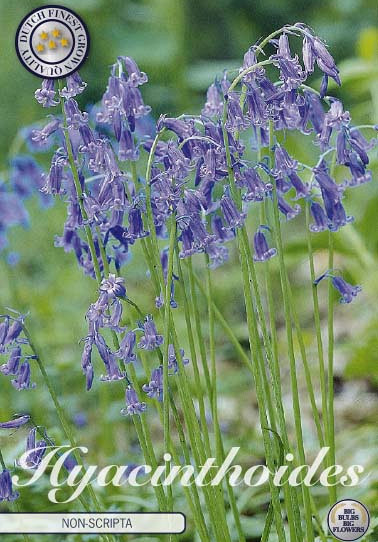 Hyacinthoides Non Scripta Blue x10 8/9