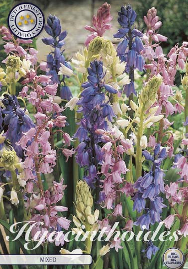 Hyacintoides Hispanica Mixed x10 8/9