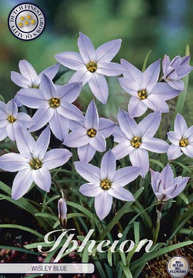 Ipheion Wisley Blue x15 4/5