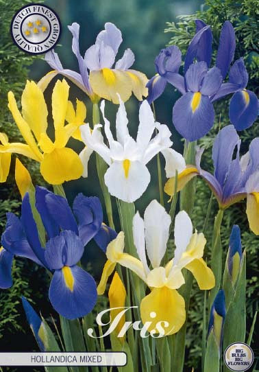 Iris Hollandica Mixed x15 8/9