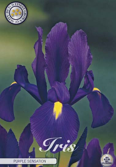 Iris Hollandica Purple Sensation x15 8/9