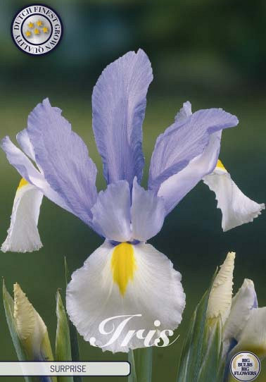 Iris Hollandica Surprise x15 8/9