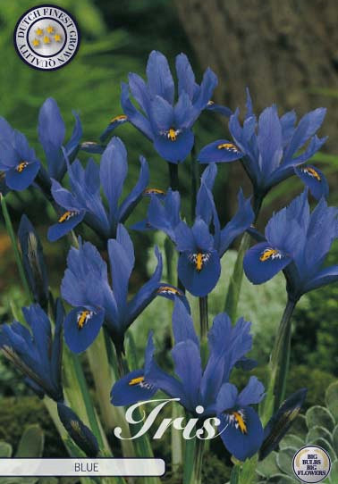 Iris Reticulata Blue x15 5/6