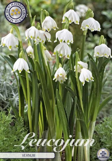 Leucojum Vernum x 5 8/9