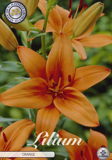 Lilium Asiatic Orange x2 16/18