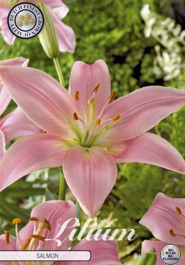 Lilium Asiatic Salmon x2 16/18