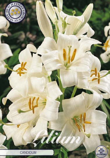 Lilium Candidum x1 20/24