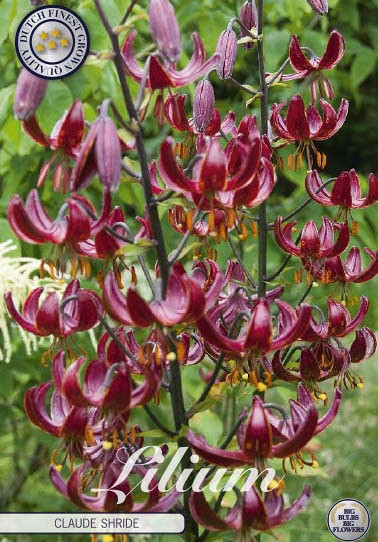 Lilium Claude Shride x1 14/16