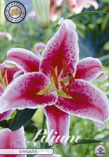 Lilium Oriental Stargazer x2 16/18