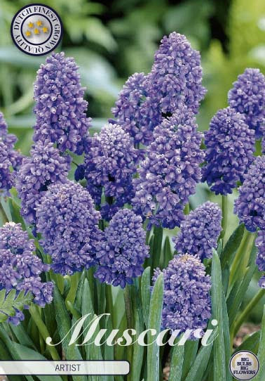 Muscari Armeniacum Artist x15 8/9