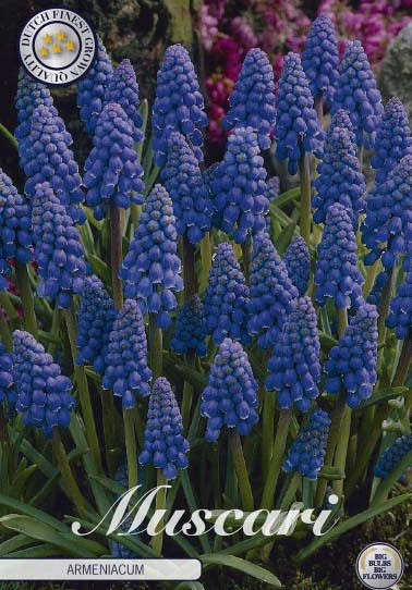 Muscari Armeniacum x20 8/9