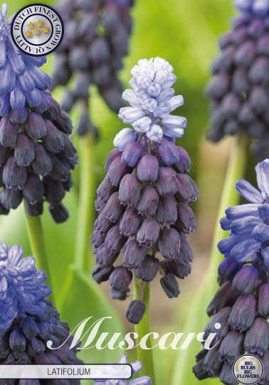 Muscari Latifolium x15 5/6