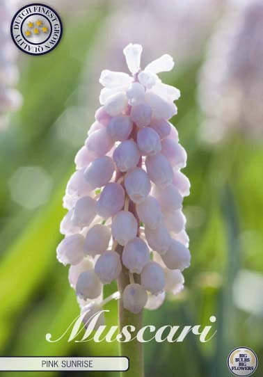 Muscari Pink Sunrise x 5 6/7