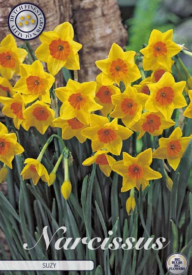 Narcis Botanical Suzy x5 12/14