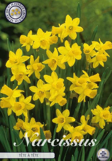 Narcis Botanical Tête a tête x 10 12/+