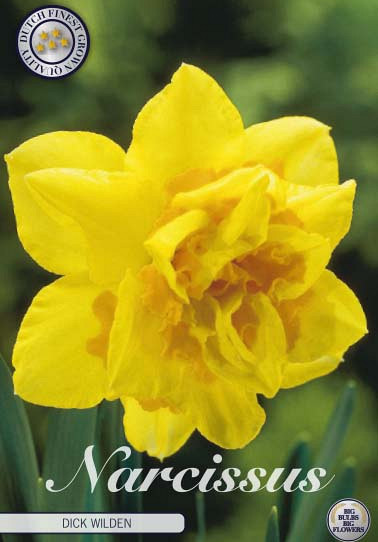 Narcis Double Dick Wilden x5 14/16