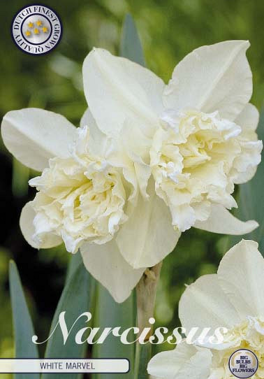 Narcis Double White Marvel x5 14/16