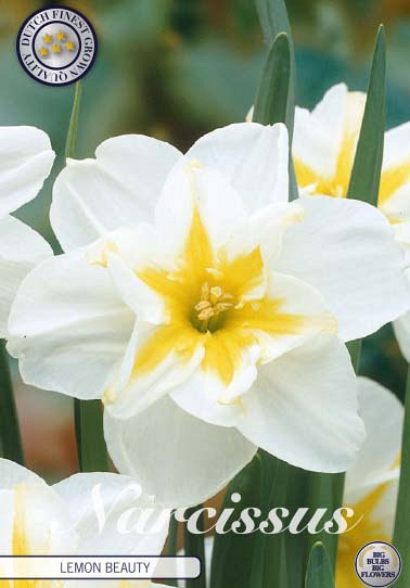 Narcis Splitcrown Lemon Beauty x5 14/16