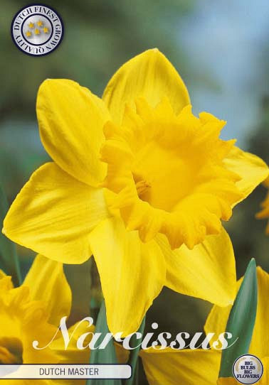 Narcis Trumpet Dutch Master x5 14/16