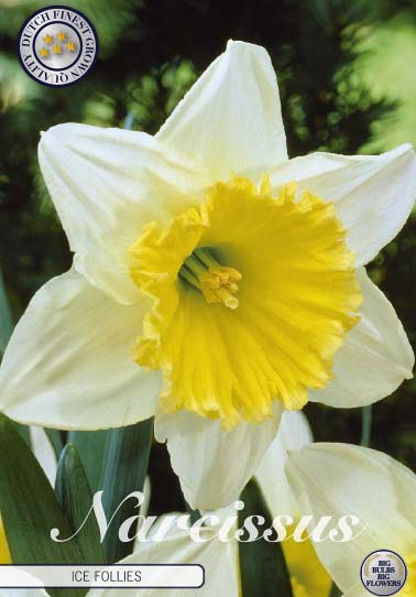 Narcis Trumpet Ice Follies x5 14/16