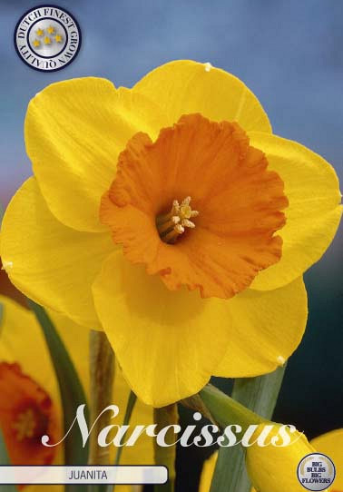 Narcis Trumpet Juanita x5 14/16