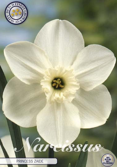 Narcis Trumpet Princess Zaide x5 14/16