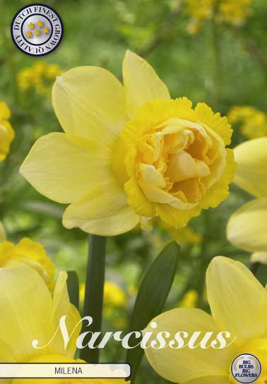 Narcissus Double Milena x5 14/16