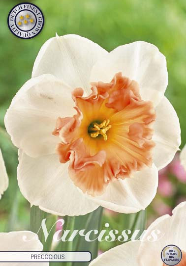 Narcissus Large Cupped Precocious x5 14/16