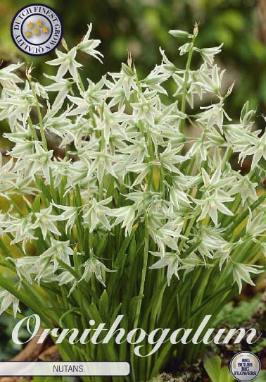 Ornithogalum Nutans x15 5/6