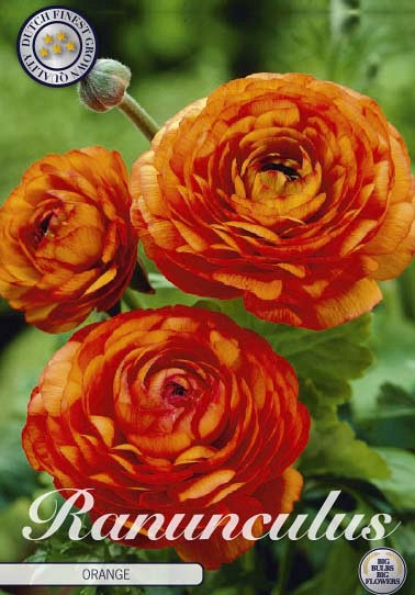 Ranunculus Asiaticus Orange x10 6/7