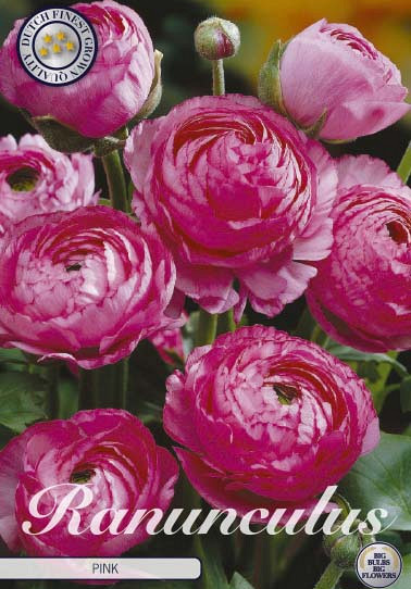 Ranunculus Asiaticus Pink x10 6/7