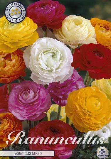 Ranunculus Asiatisch Mixed x10 6/7