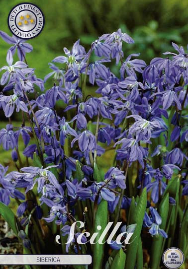 Scilla Siberica x15 8/9