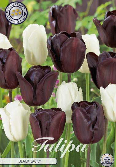 Tulp Black Jacky  x10 12/+