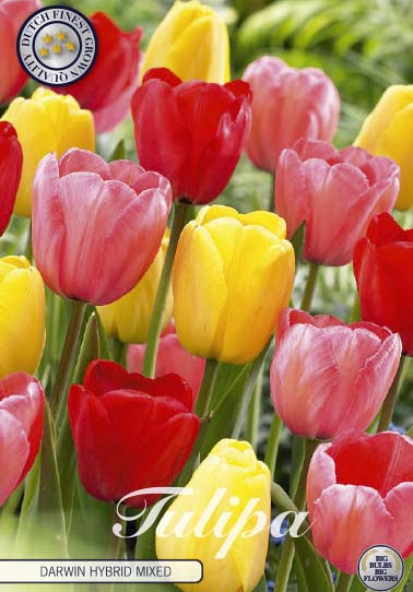 Tulp Darwin Hybrid Mixed x10 12/+