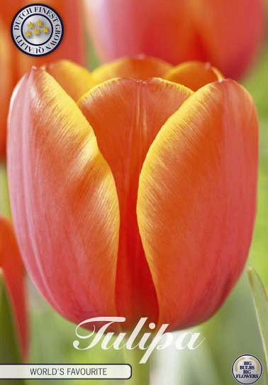 Tulp Darwin World's Favourite x 7 12/+