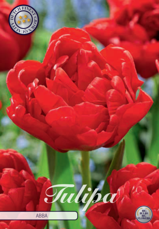 Tulp Double Early Abba x7 12/+