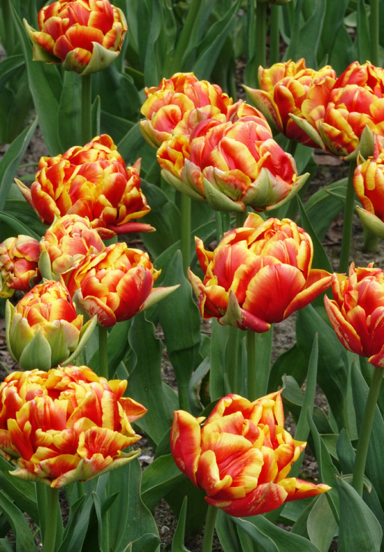 Tulp Double Early Cilesta x7 12/+