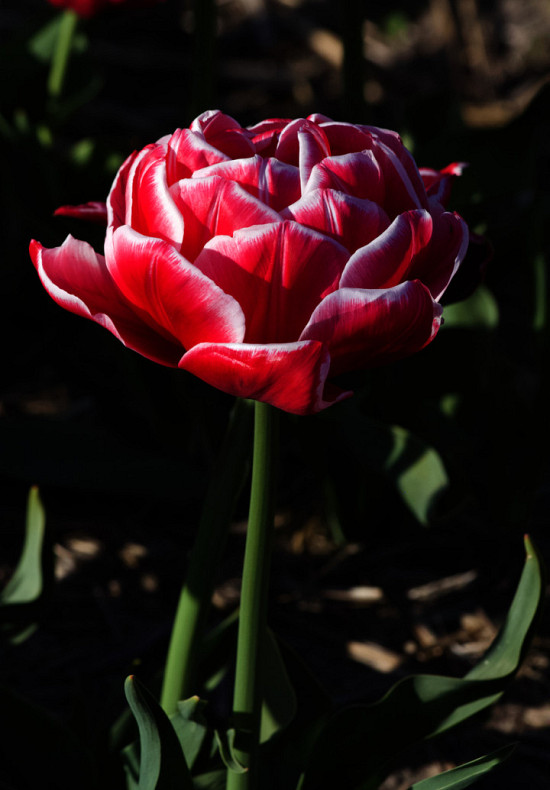 Tulp Double Early Columbus x7 12/+