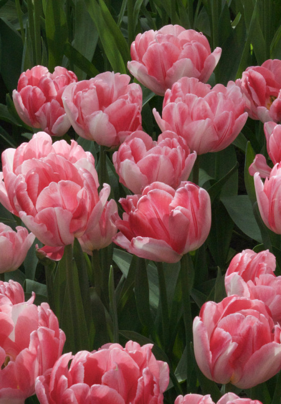 Tulp Double Early Foxtrot x7 12/+