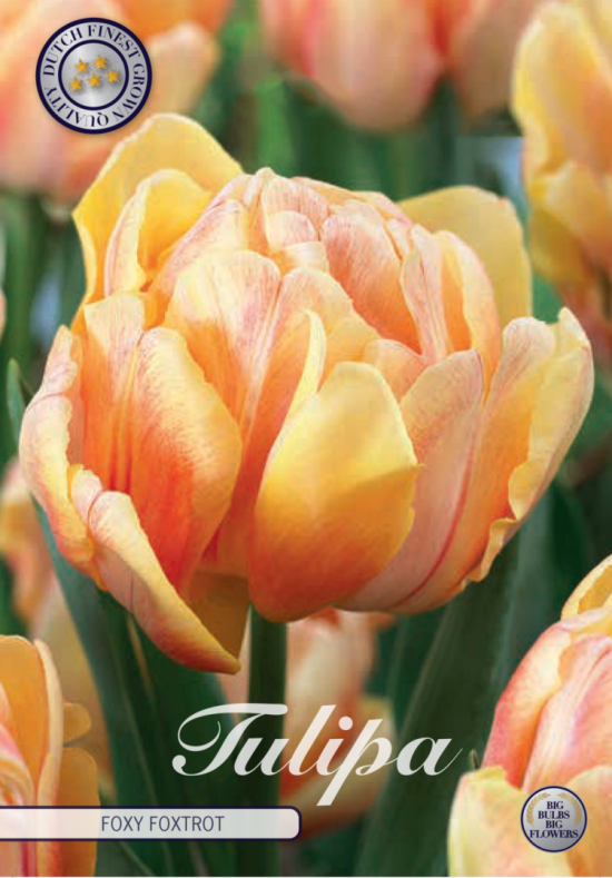 Tulp Double Early Foxy Foxtrot x7 12/+