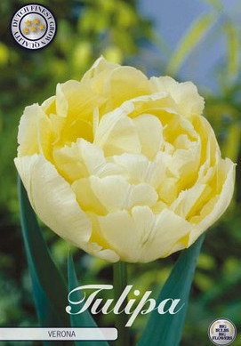 Tulp Double Early Verona x7 12/+