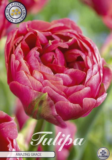 Tulp Double Late Amazing Grace x7 12/+