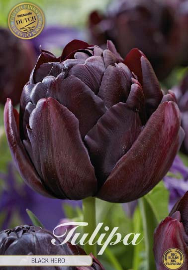 Tulp Double Late Black Hero x7 12/+