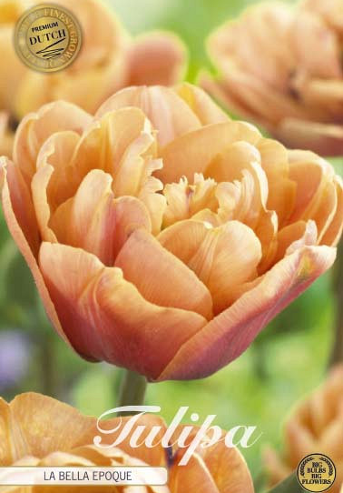 Tulp Double Late La Belle Epoque x 5  12/+