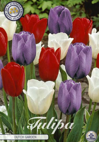 Tulp Dutch Garden x10 12/+